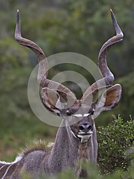 Kudu Bull Portrait