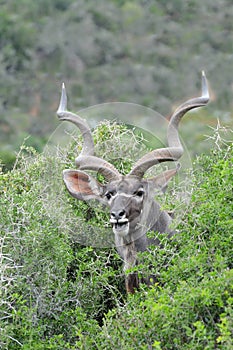 Kudu bull portrait with long horns