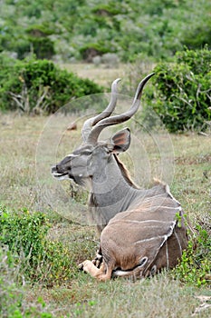 Kudu bull resting