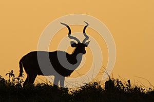 Kudu bull silhouette