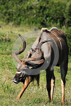 Kudu bull with spiral horns