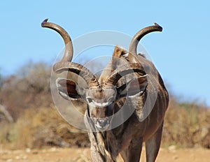 Kudu Bull - Spiralled Horns photo