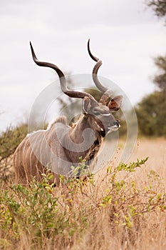 Kudu bull walking alone in the wild