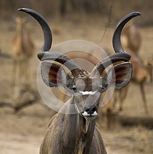 Kudu bull watches carefully as she appraches a waterhole