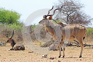 Kudu bull and Waterbuck at Salt block