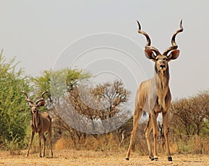 Kudu bulls - Spring is here