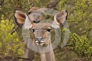 Kudu in the bush