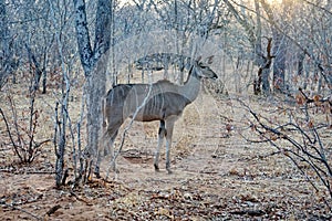 Kudu in the bush