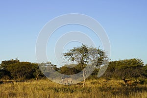Kudu in bush under blue sky at Okonjima Nature Reserve, Namibia