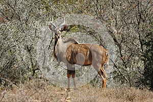 Kudu in bush-veld