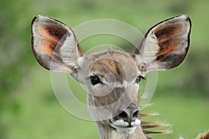 Kudu close up