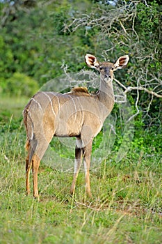 Kudu Cow