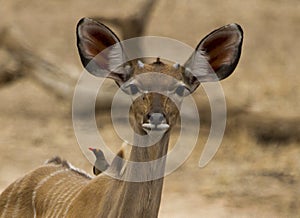 Kudu cow watches carefully as she appraches a waterhole