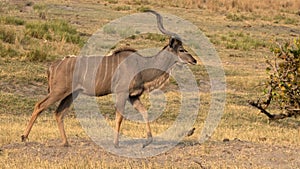 Kudu deer in Chobe National Park