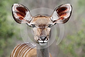 Kudu Doe Portrait