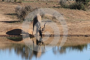 Kudu drinking at waterhole