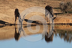 Kudu drinking at waterhole