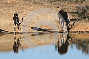 Kudu drinking at waterhole