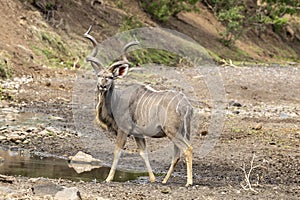 Kudu drinking at a waterhole in Botswana, Africa