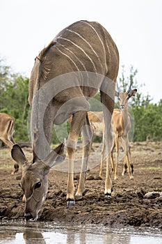 Kudu drinking at a waterhole in Botswana, Africa