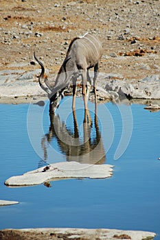 Kudu in Etosha #2
