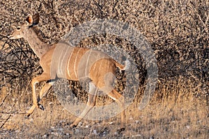 Kudu in Etosha