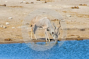 Kudu - Etosha, Namibia