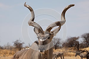 Kudu at Etosha National Park, Namibia