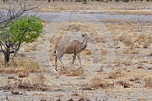 Kudu Etosha Park , Namibia