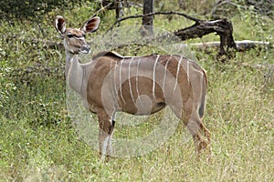 Kudu ewe on alert in the bushveld photo