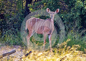 Kudu female at the Nxai Pan Nationalpark in Botswana