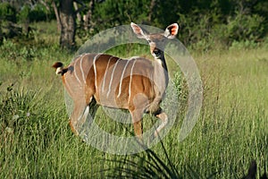 Kudu female, Okavango