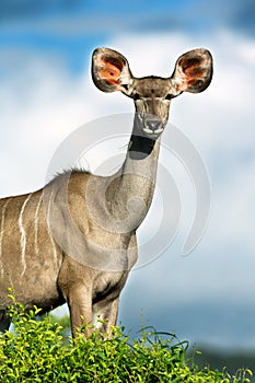 Kudu female portrait standing tall and highly alerted.
