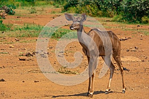 Kudu female watching for danger