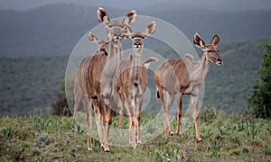 Kudu females