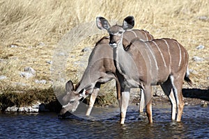 Kudu females drinking from waterhole, Namibia