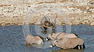 Kudu and gemsbok antelopes - Etosha National Park