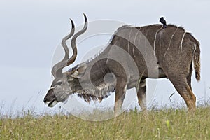 Kudu grazing