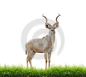 Kudu with green grass isolated