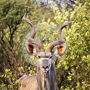 Kudu headshot with green background in Botswana, Africa