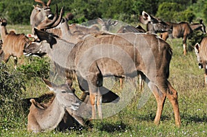 Kudu herd at Addo Elephant National Park