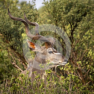 Kudu hiding in the bushes in Botswana, Africa
