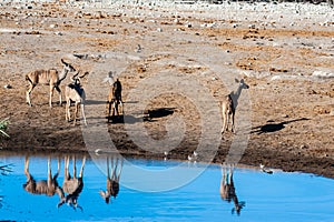 Kudu and Impalas near a waterhole in Etosha