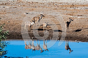 Kudu and Impalas near a waterhole in Etosha
