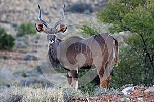Kudu at Karoo National Park