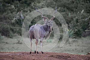 Kudu King