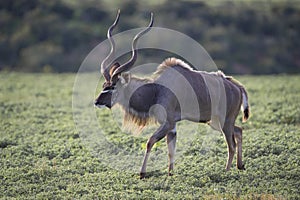 Kudu King