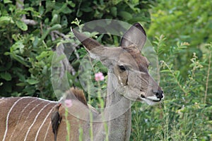 Kudu in the KNP