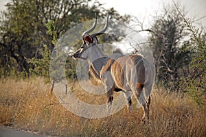 Kudu in Kruger