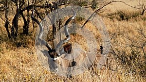 Kudu in Kruger National Park